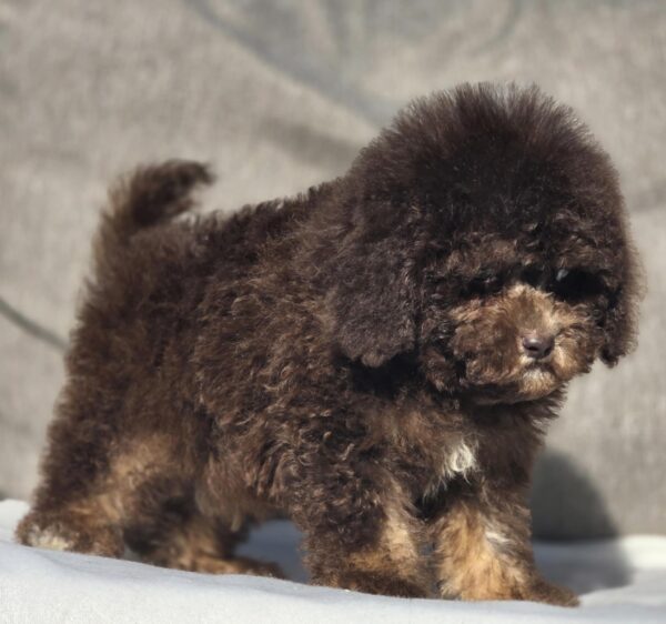 Nes Cavapoo