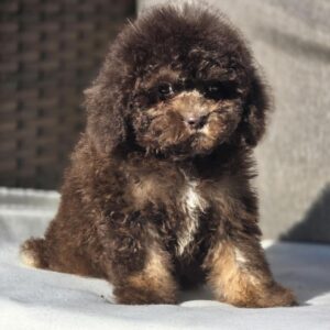 Nes Cavapoo