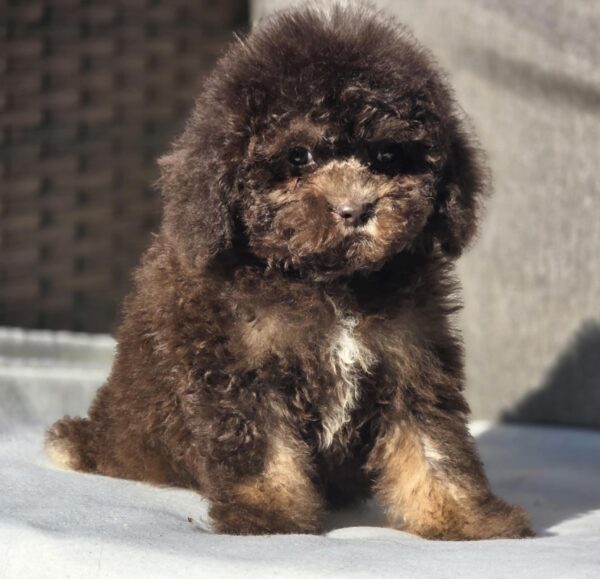 Nes Cavapoo