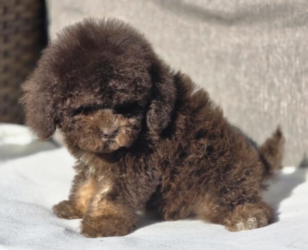 Nes Cavapoo