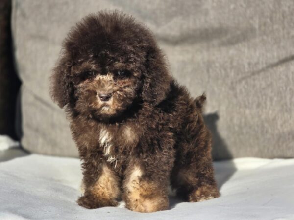 Nes Cavapoo