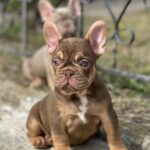 Nesquik-male-french-bulldog-puppy-for-sale-1 (1)