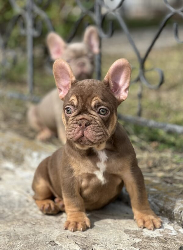 Nesquik French Bulldog