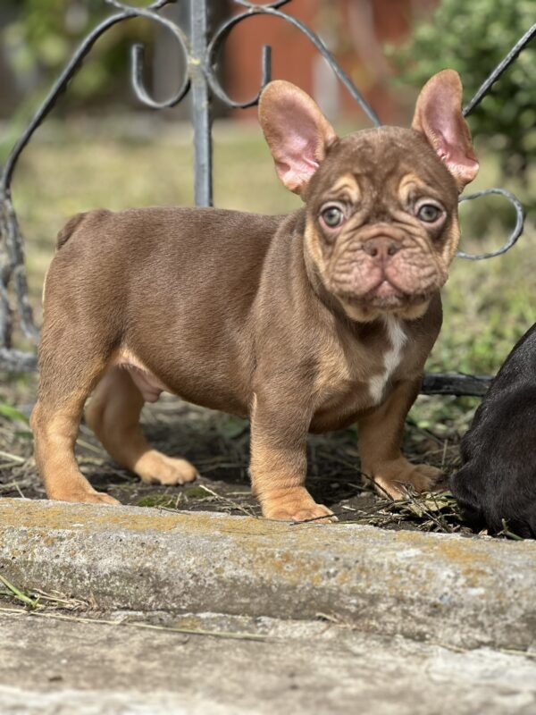 Nesquik French Bulldog