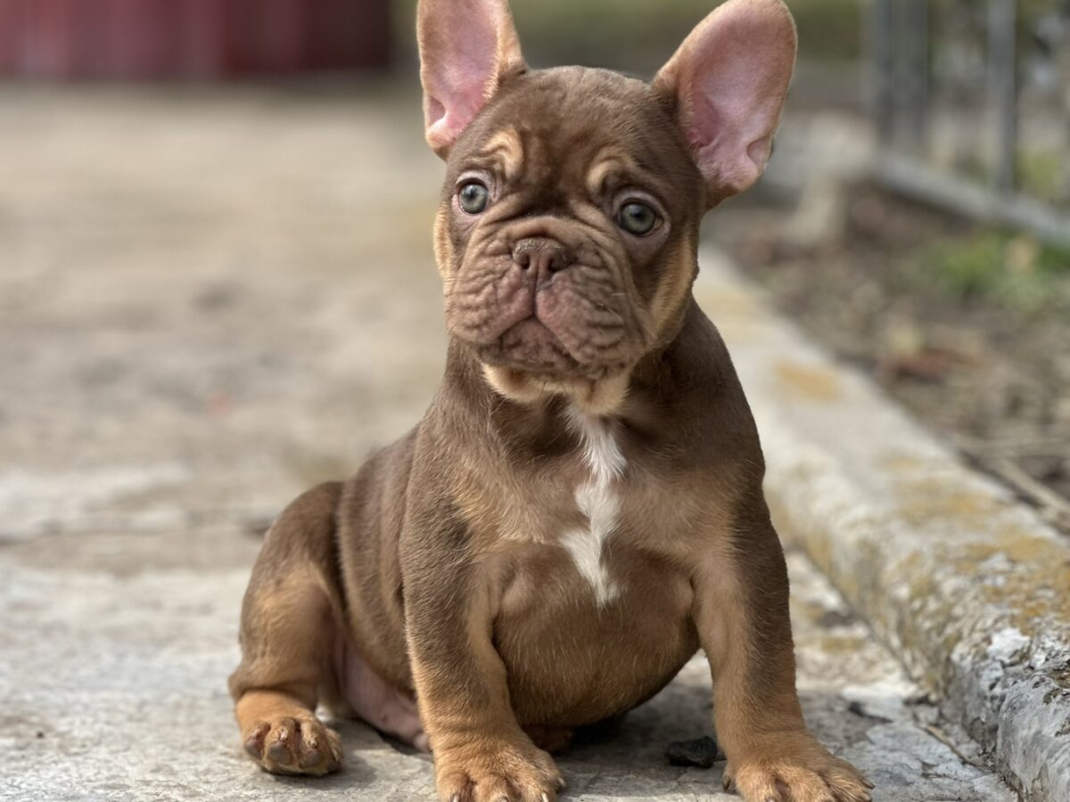 Bulldog Breed Best Bulldog Vet Near Me Dog Breed Buy French