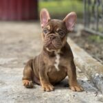 Nikis French Bulldog