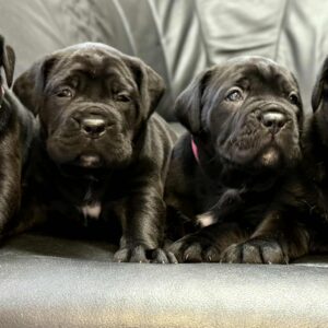 New litter Cane Corso