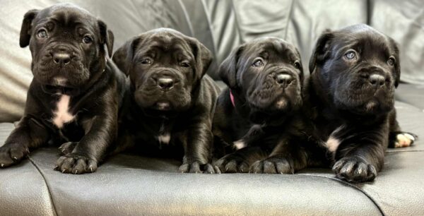 New litter Cane Corso
