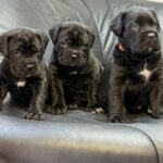 New-litter-male-cane-corso-puppy-for-sale-1 (2)