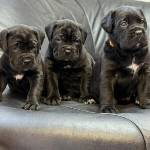 New litter Cane Corso