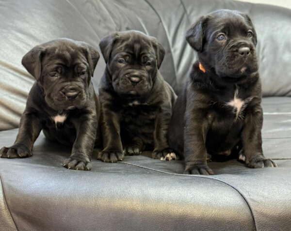 New litter Cane Corso