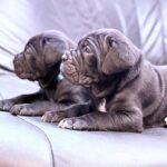 New-litter-male-cane-corso-puppy-for-sale-1 (3)