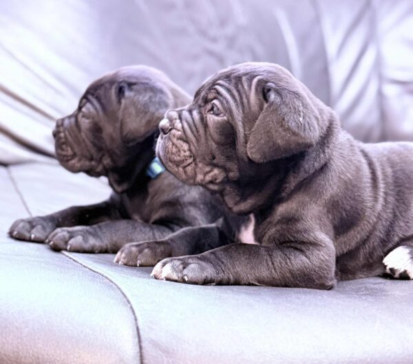 New litter Cane Corso