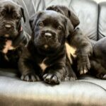New-litter-male-cane-corso-puppy-for-sale-1 (4)