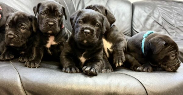 New litter Cane Corso