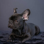 Nicolas-male-french-bulldog-puppy-for-sale-1 (1)