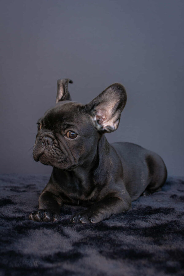 Nicolas French Bulldog