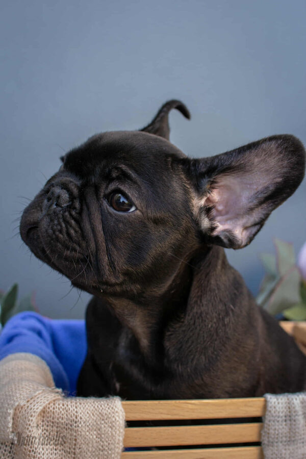 Nicolas French Bulldog