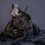 Nicolas-male-french-bulldog-puppy-for-sale-1 (3)