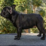 Nicolas-male-french-bulldog-puppy-for-sale-1 (4)