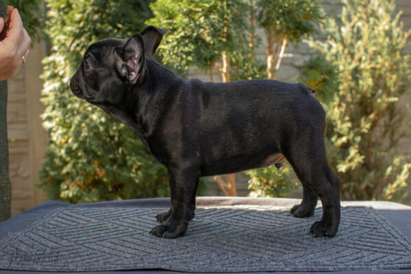 Nicolas French Bulldog