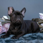 Мерсе French Bulldog