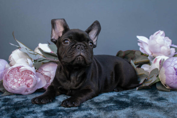 Nicolas French Bulldog