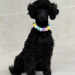 Niki-female-Miniature-poodle-puppy-for-sale-1 (1)