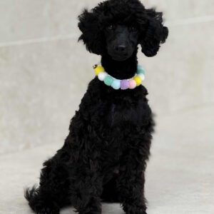 Niki Miniature Poodle