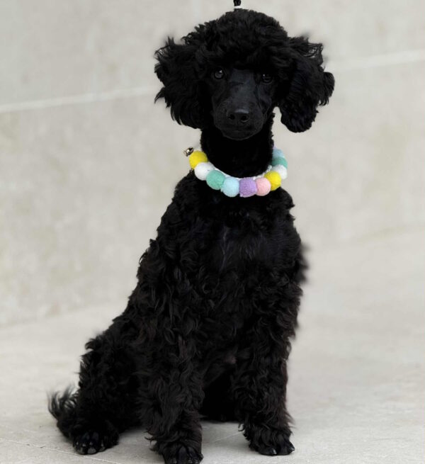 Niki Miniature Poodle