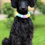 Niki-female-Miniature-poodle-puppy-for-sale-1 (2)