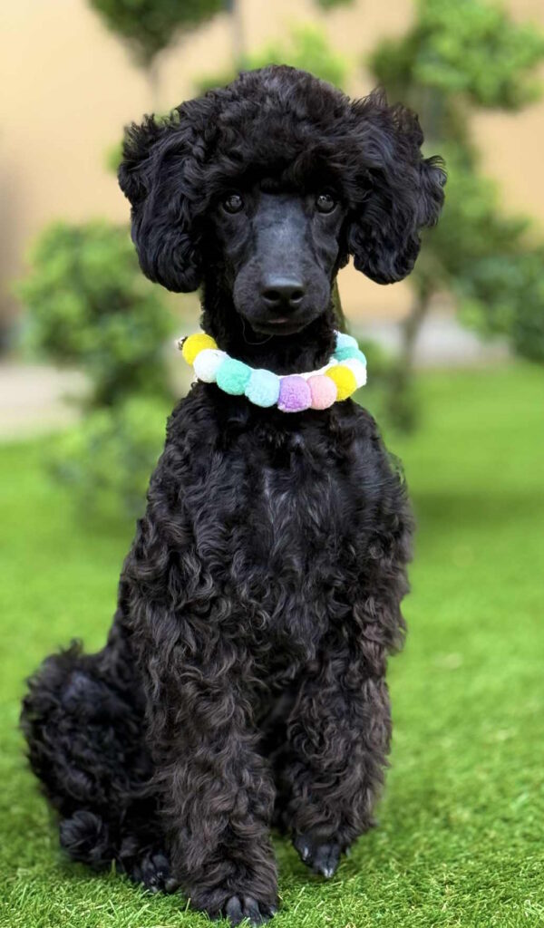 Niki Miniature Poodle