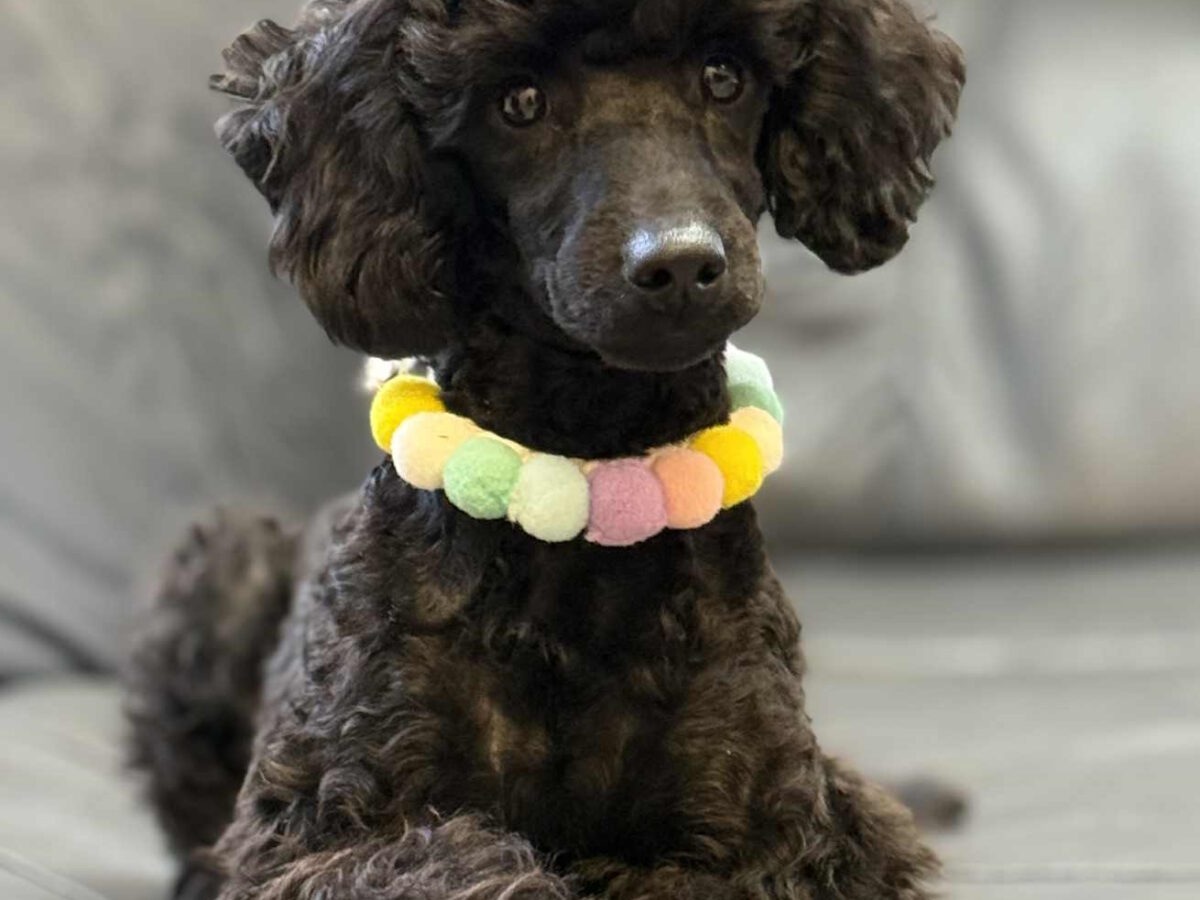 Miniature Poodle Dogs and Puppies for sale