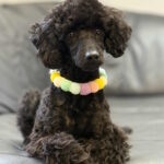 Chelsea Miniature Poodle
