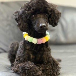 Niki Miniature Poodle