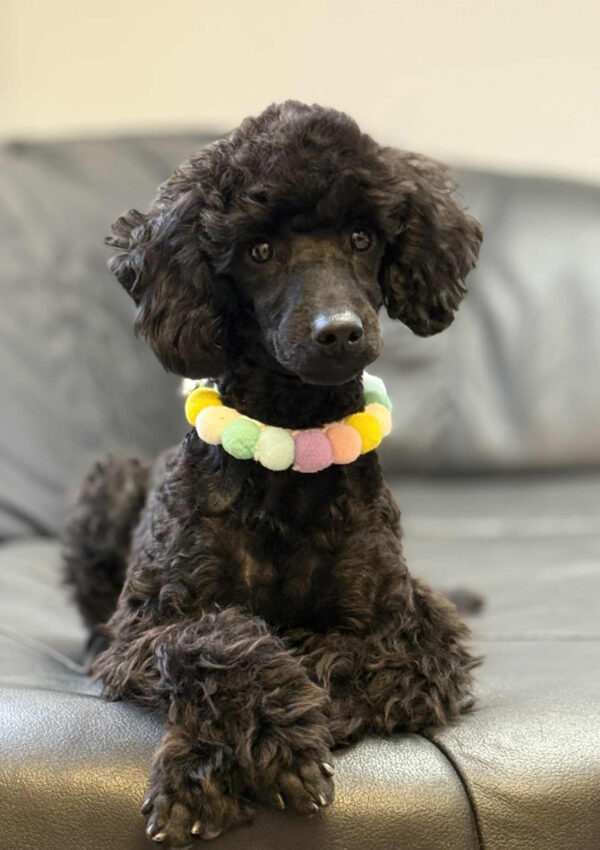 Niki Miniature Poodle
