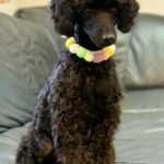 Niki-female-Miniature-poodle-puppy-for-sale-1 (4)