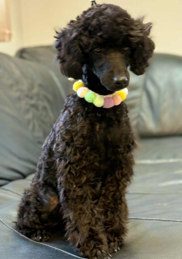 Niki Miniature Poodle