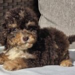 Nikis-male-cavapoo-puppy-for-sale-1 (1)