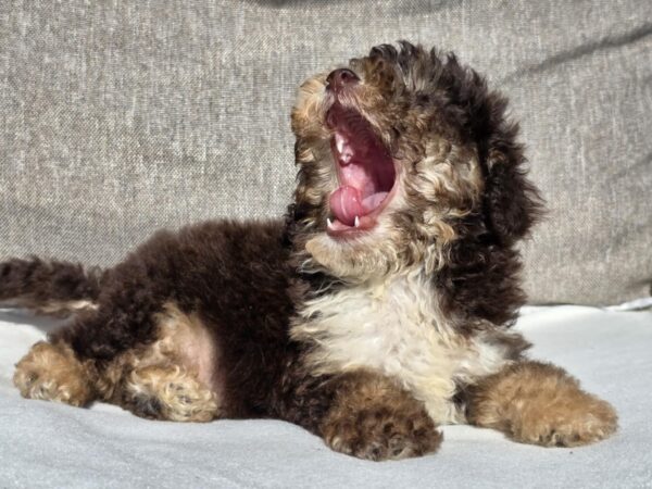 Nikis Cavapoo