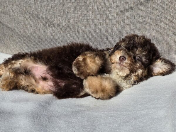 Nikis Cavapoo