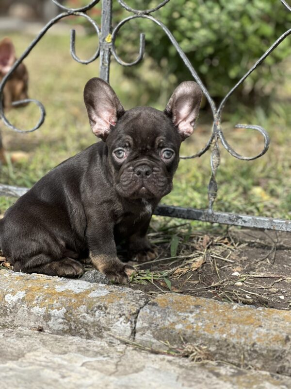 Nikis French Bulldog