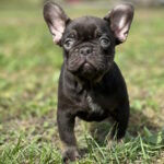 Мерсе French Bulldog
