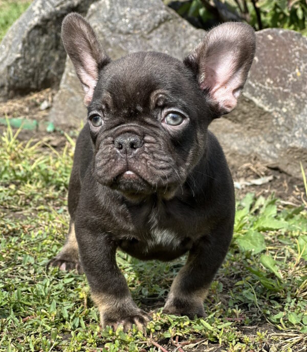 Nikis French Bulldog