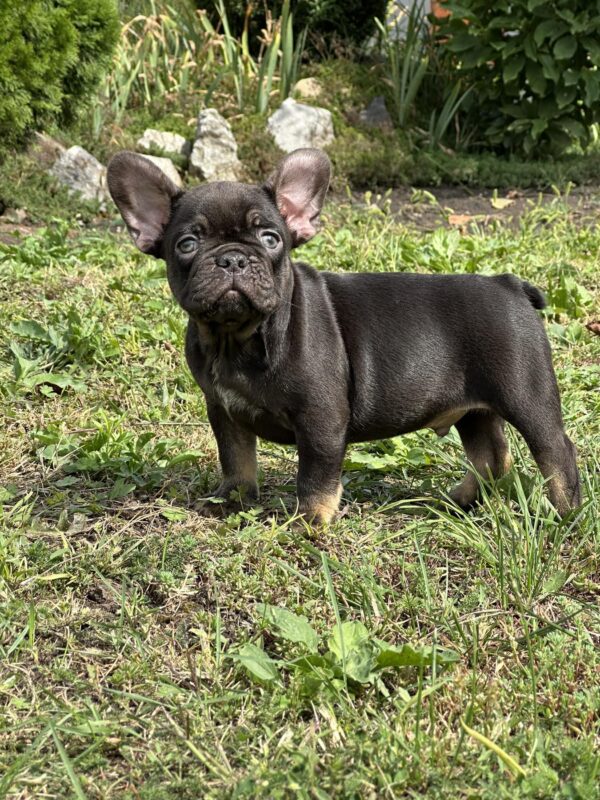Nikis French Bulldog