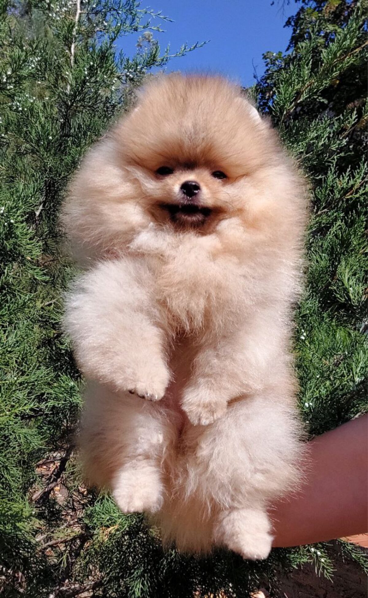 Spitz Pomeranian X Jack Russell Puppies Cheap Jack Russell