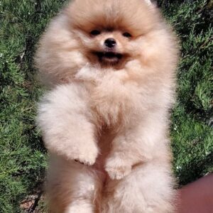 Nita Pomeranian