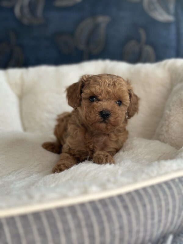 Nolly Toy Poodle