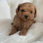 Natty Toy Poodle