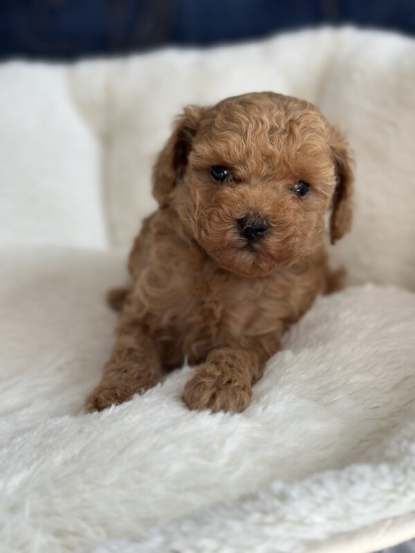 Nolly Toy Poodle